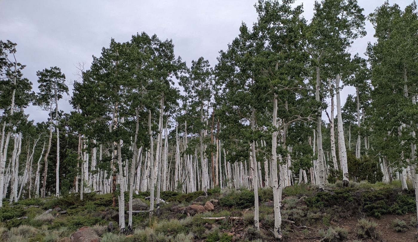 A sunlit aspen grove in Fishlake National Forest, Utah, showing many Pando trunks that are part of one connected clonal organism.